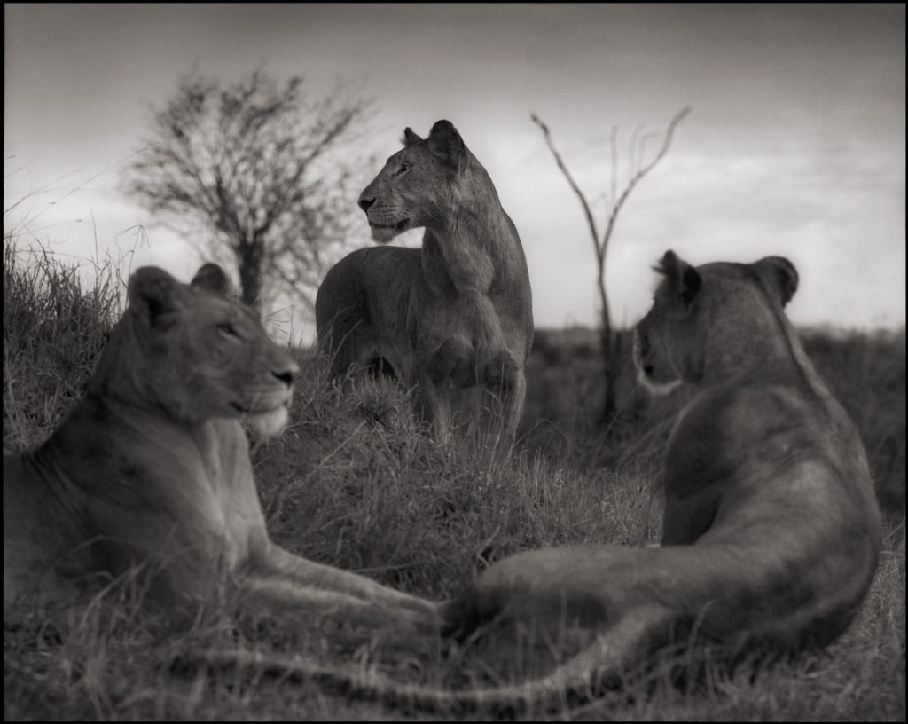  NICK BRANDT LION CIRCLE