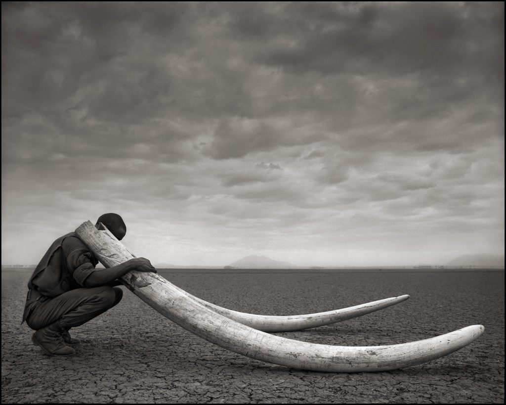 RANGER WITH TUSKS OF KILLED ELEPHANT, AMBOSELI 2011