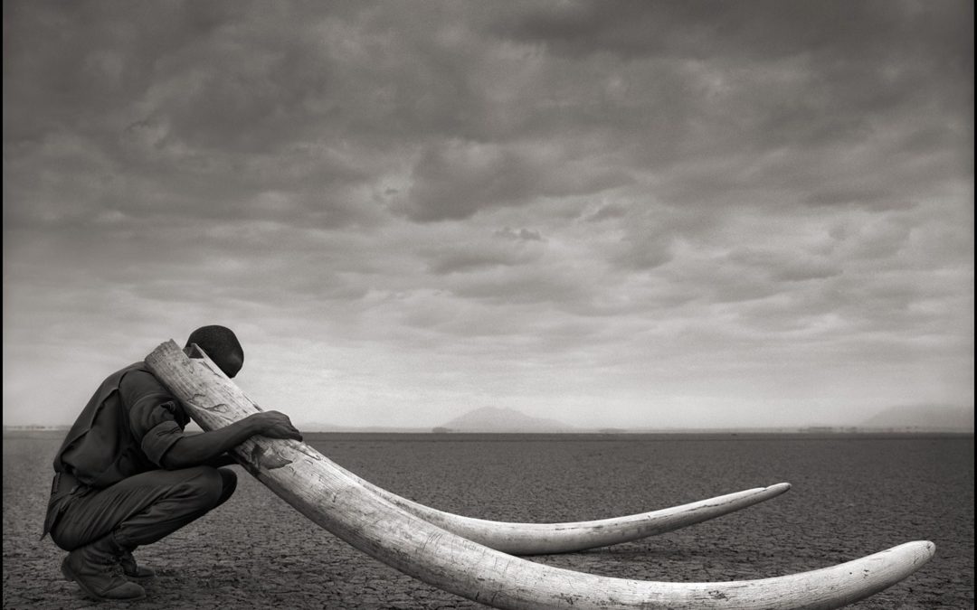 RANGER WITH TUSKS OF KILLED ELEPHANT, AMBOSELI 2011