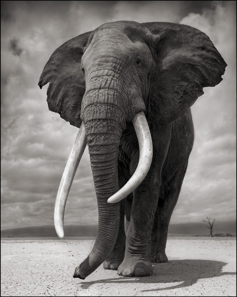  NICK BRANDT ELEPHANT