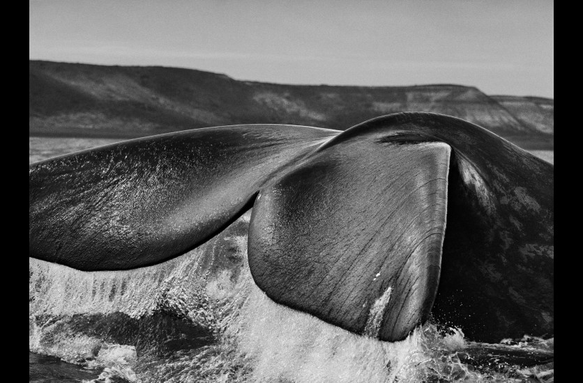 Sebastião Salgado