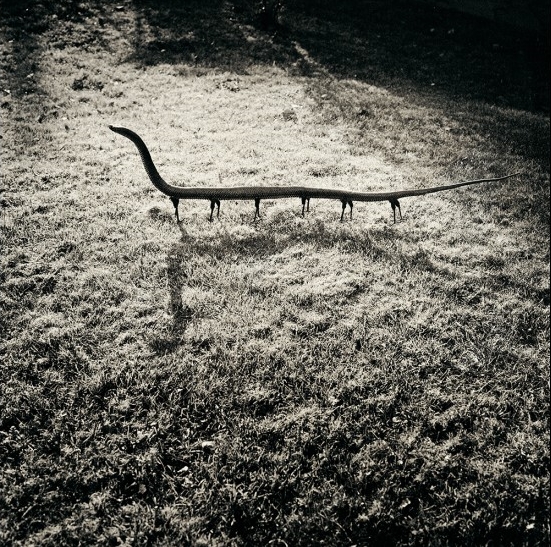 © Joan Fontcuberta