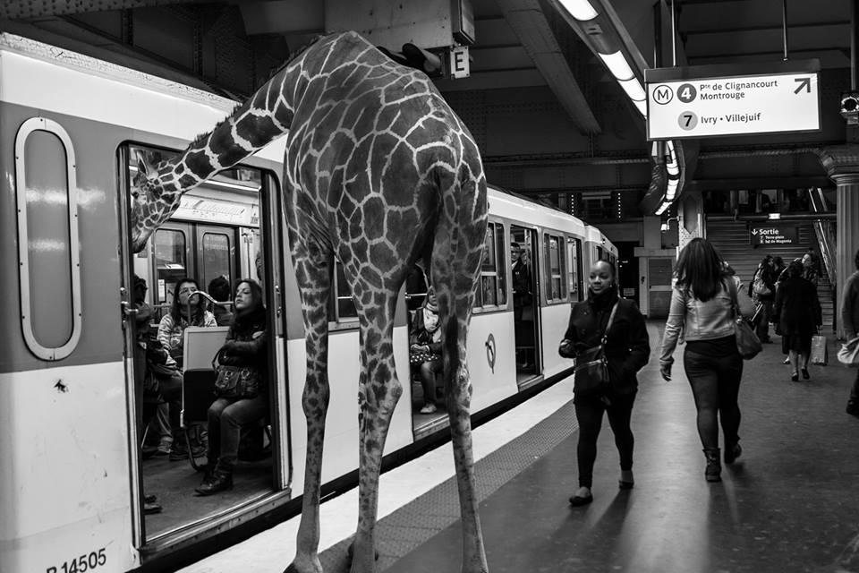 Animétro