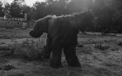 Mark Steinmetz