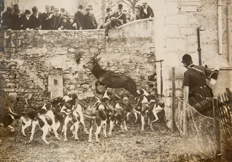 J. Delton, Album de l’équipage Picard Piqu’hardy : Forêt de Compiègne, au Vivier frère Robert, l’Hallali (v.1910) Tirage d’époque, dans son album, collection musée de la Chasse et de la Nature (Paris) © Sylvie Durand