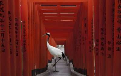 Karen Knorr Monogatari