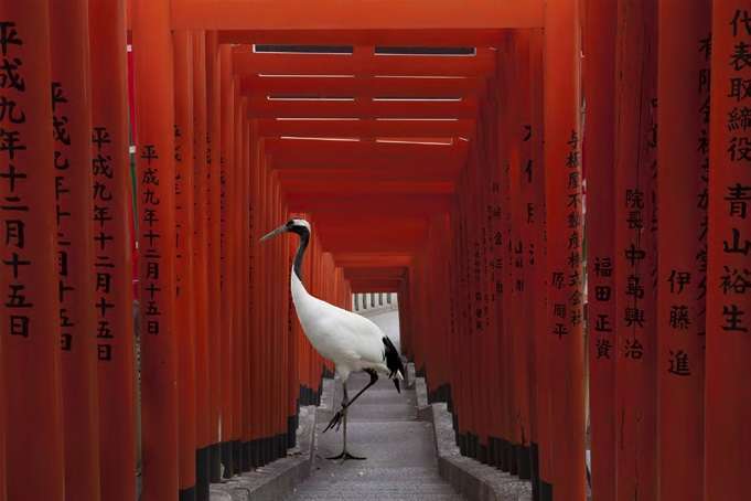 Karen Knorr Monogatari