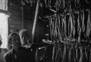 © Roberto AGUILAR - Tobacco leaves drying