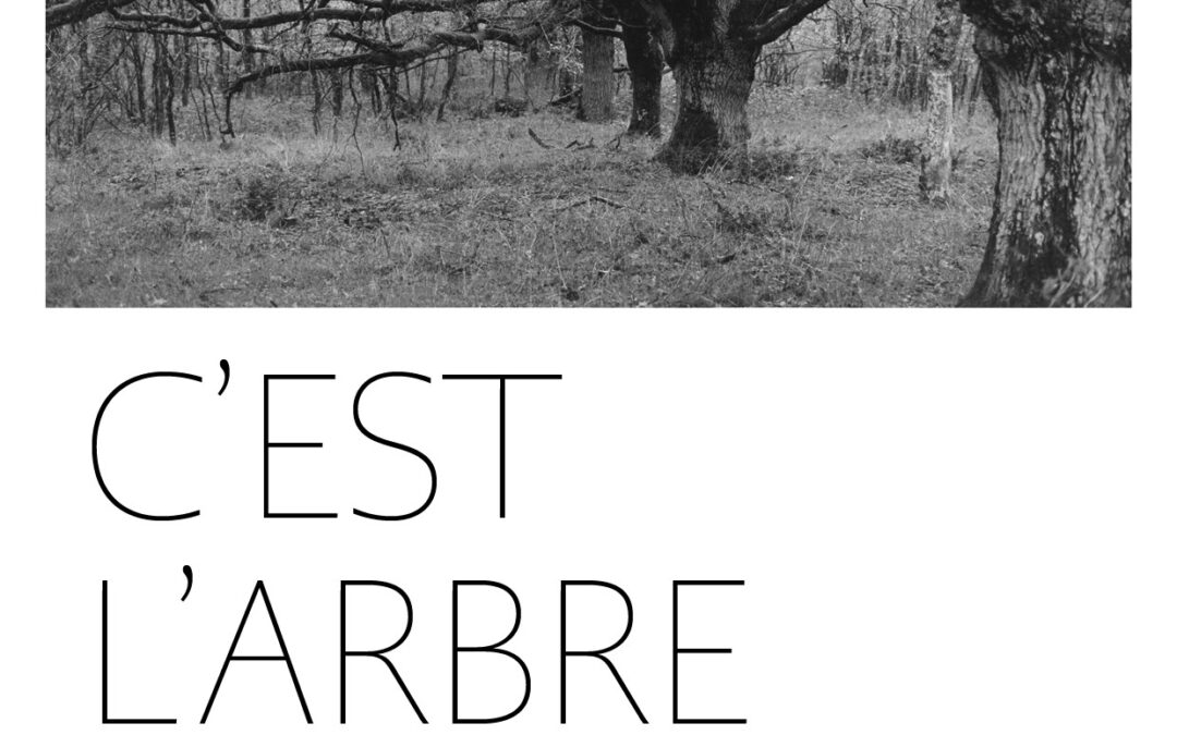 C’est l’arbre