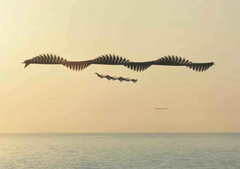 Xavi Bou, Ornithography #34, Barcelone, Catalogne, 2015 — 2019