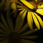 NATURA PROFUNDA (5)