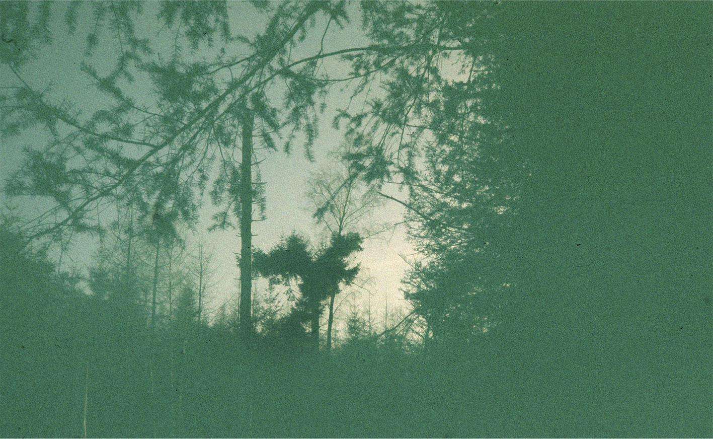 L’arbre oiseau, Anthisnes, 2023 © Lara Gasparotto