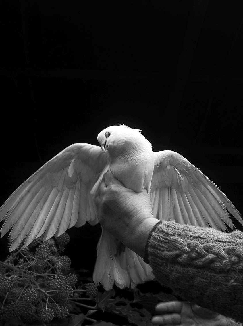 Alexandra Catiere, Colombe, Napoli, 2015